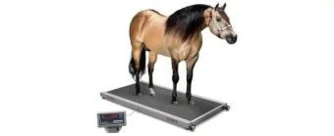 Balança Para Pesagem Equinos B650 capacidade 1000kg